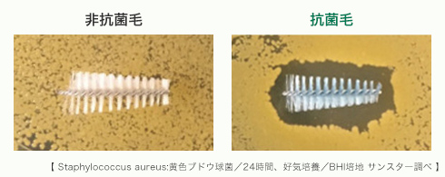 従来フィラメント 抗菌コートフィラメント 【 Staphylococcus aureus：黄色ブドウ球菌／24時間、好気培養／BHI培地 サンスター調べ 】