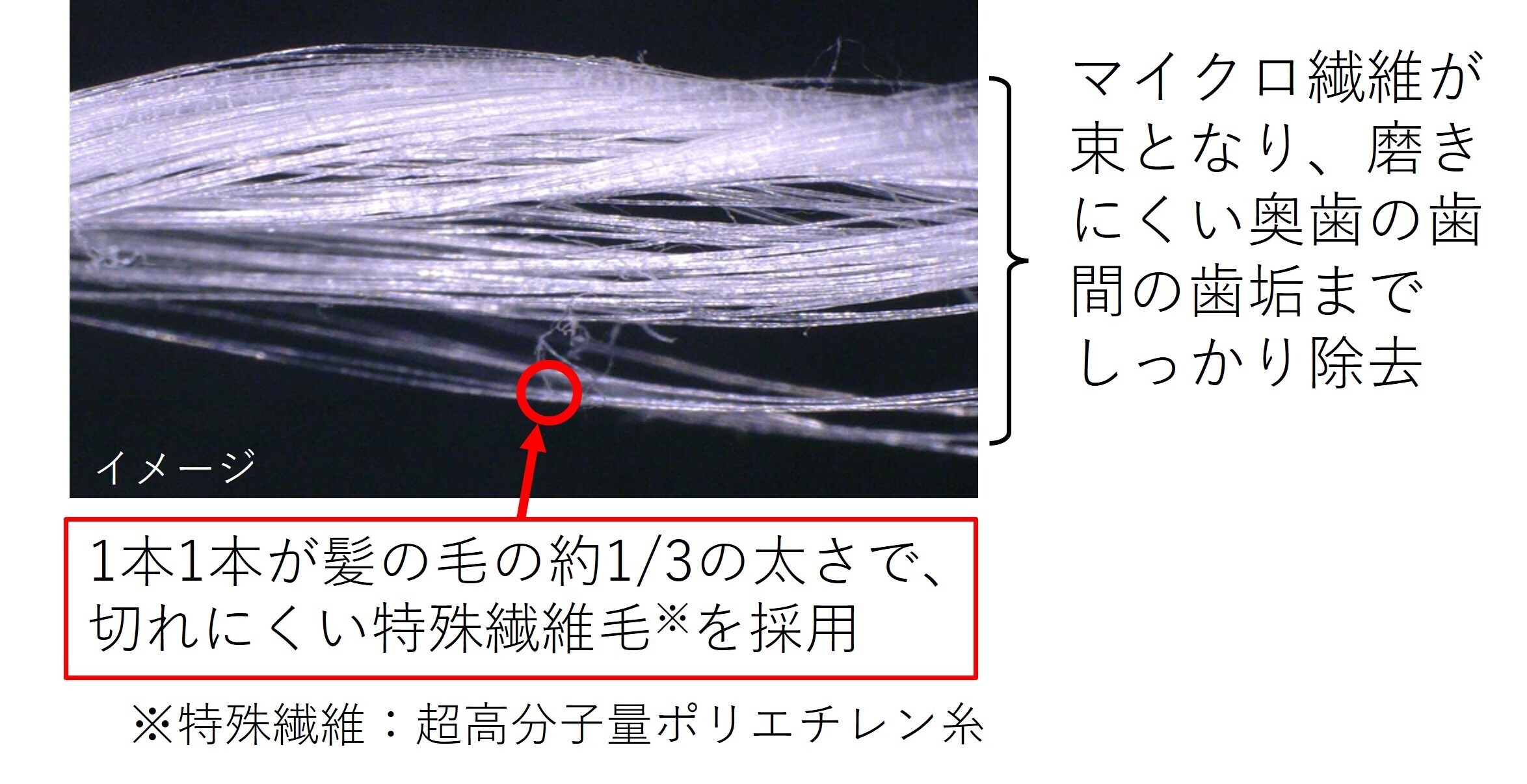 マイクロ繊維が束となり、磨きにくい奥歯の歯間の歯垢までしっかり除去。1本1本が髪の毛の約1/3の太さで、切れにくい特殊繊維毛を採用。※特殊繊維：超高分子量ポリエチレン糸