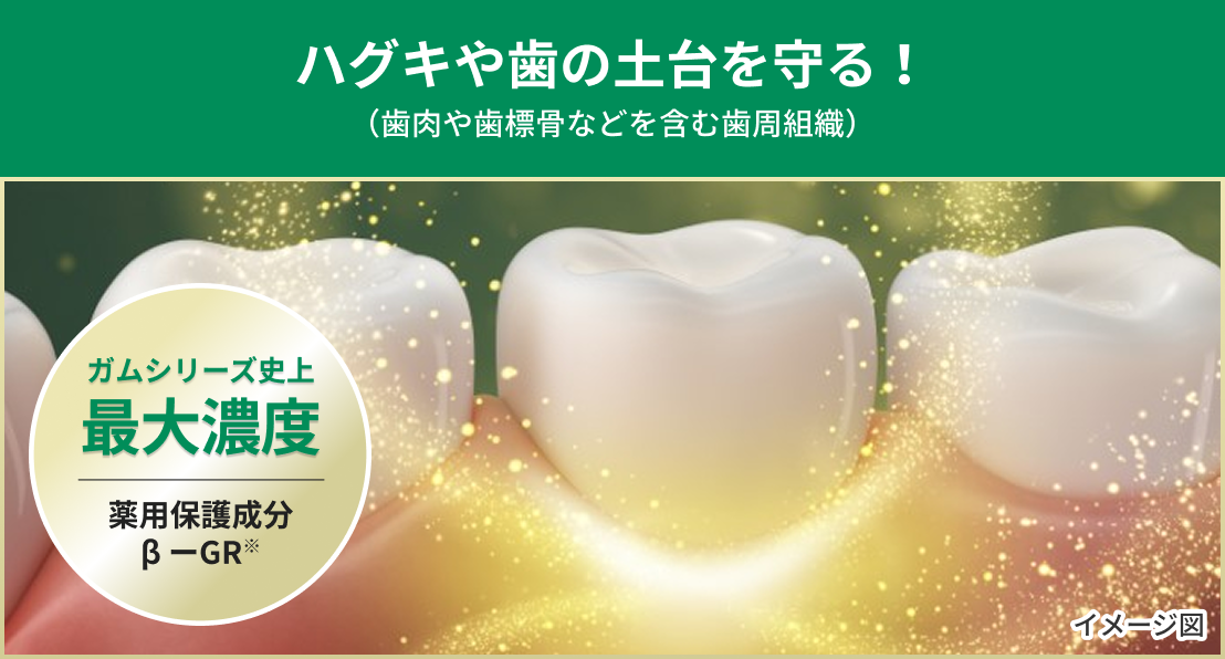 ハグキや歯の土台を守る！(歯肉や歯標骨などを含む歯周組織)