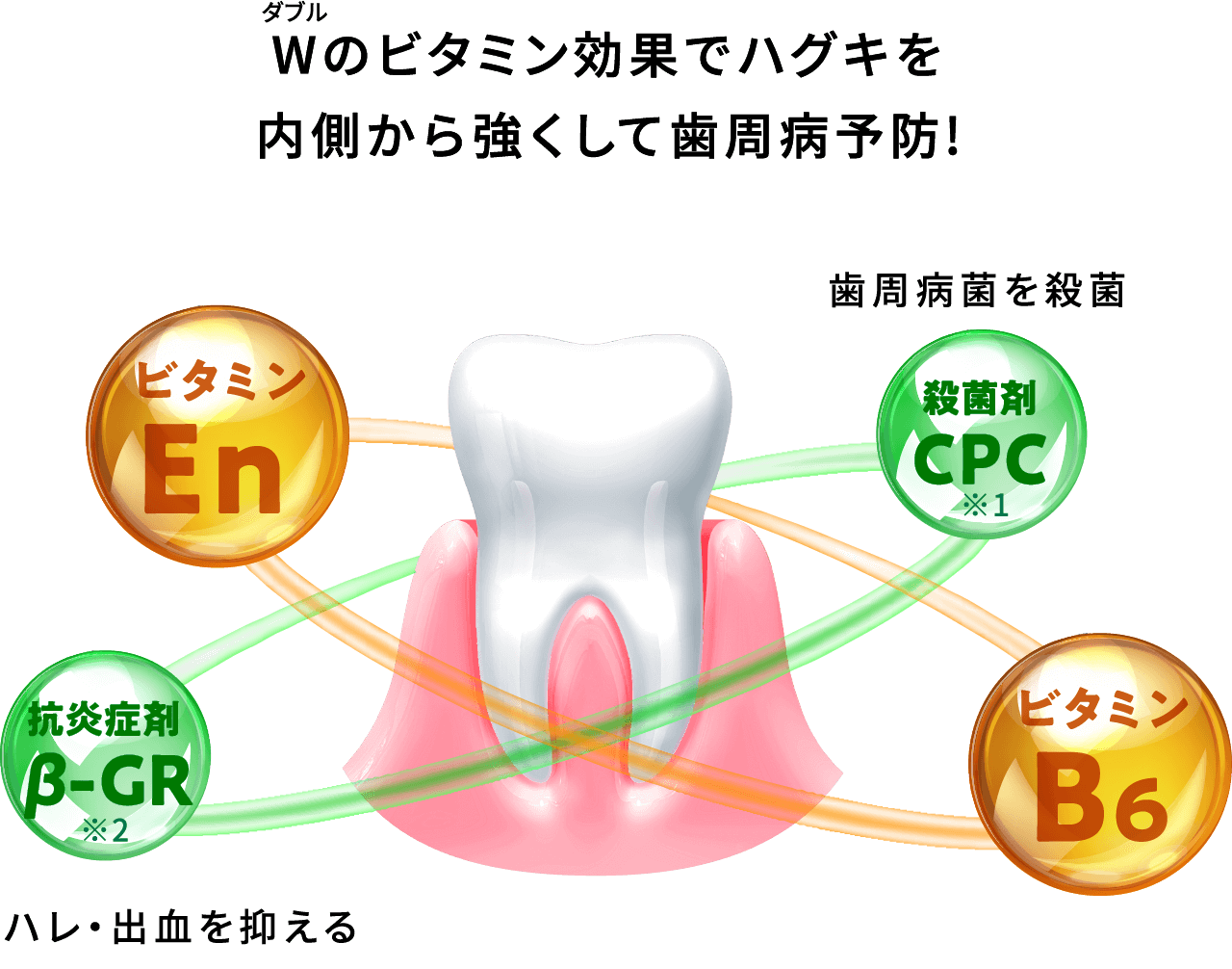 Wのビタミン効果でハグキを内側から強くして歯周病予防！